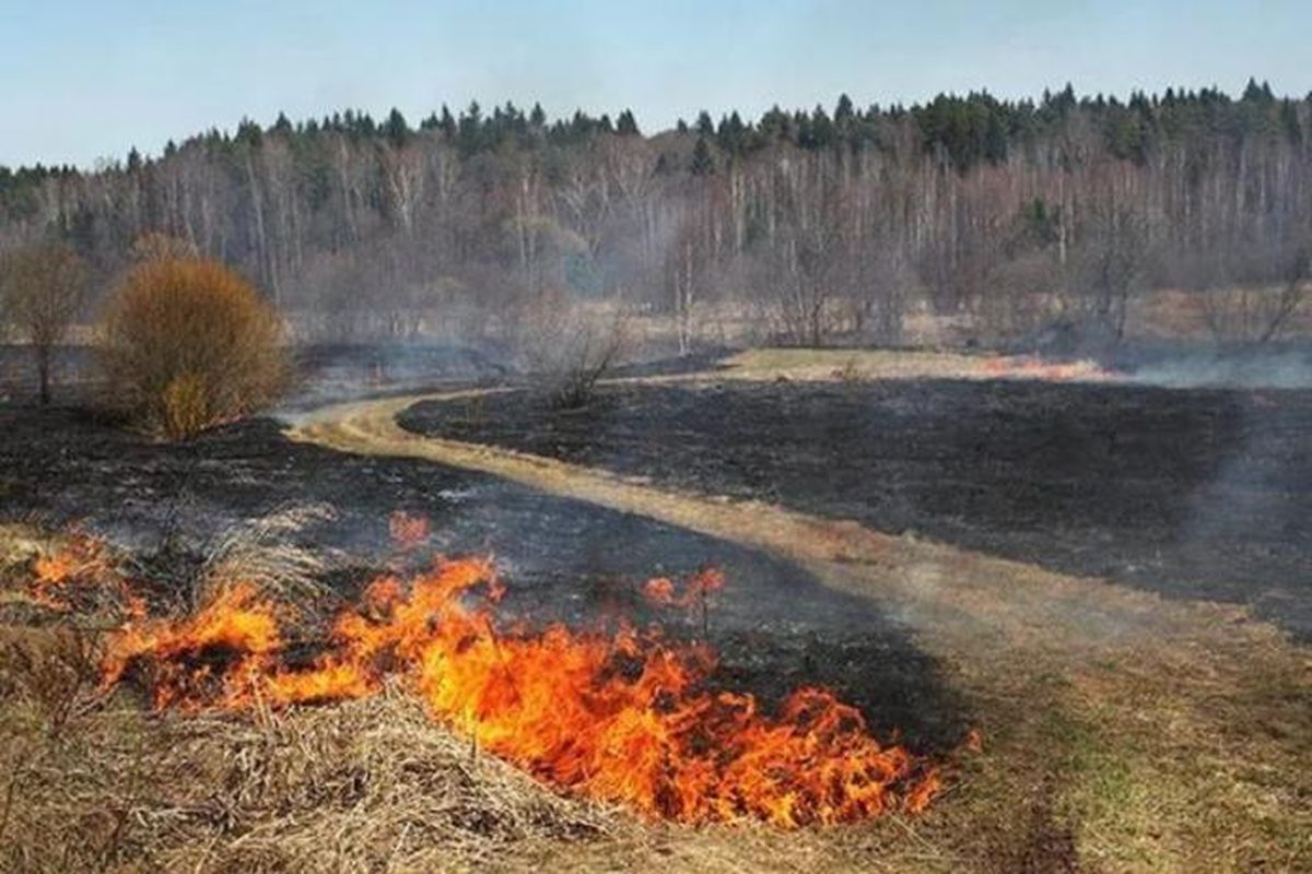 Ландшафтный пожар